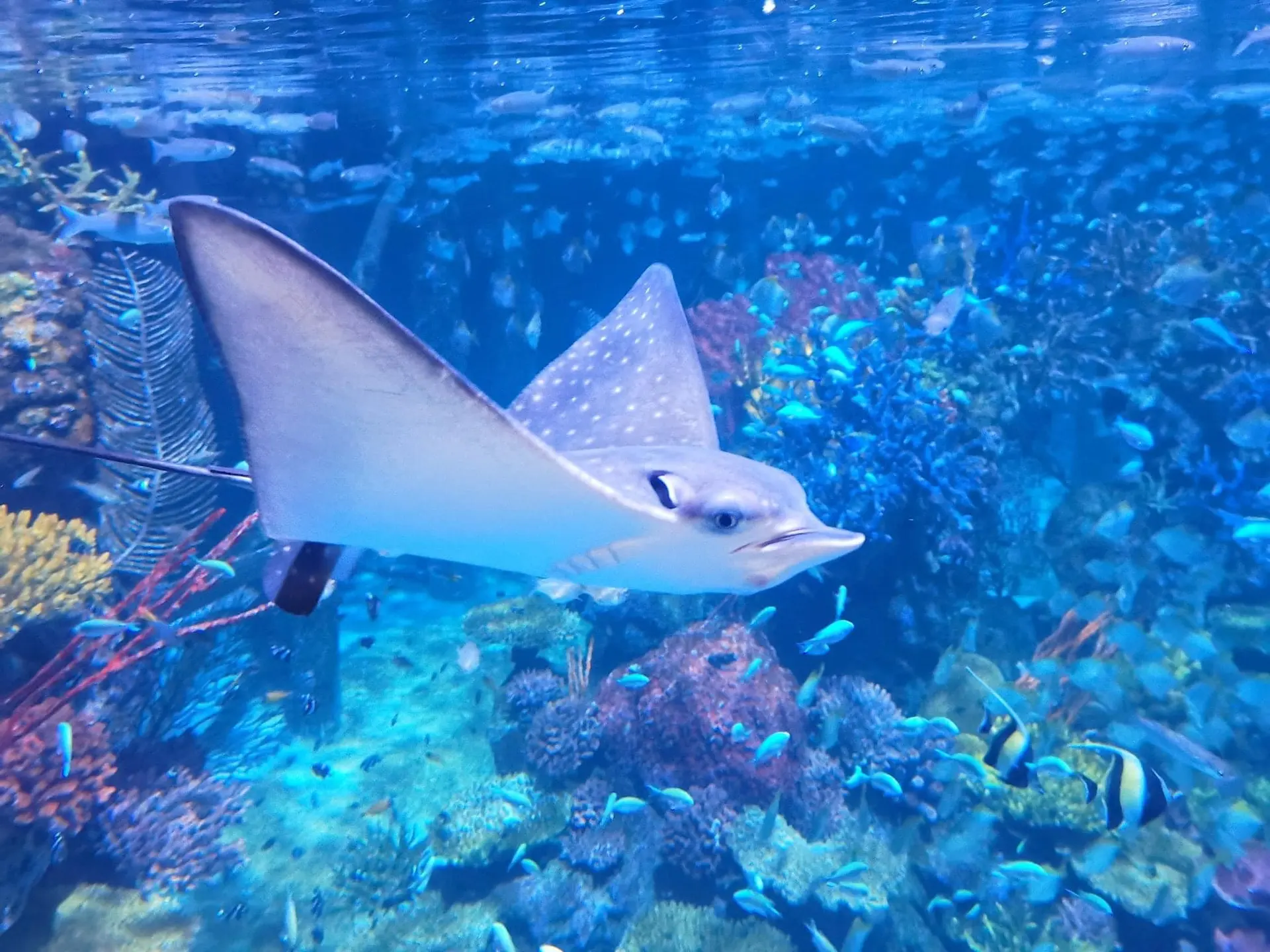 Aquaria Phuket